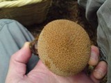 Lycoperdon echinatum image
