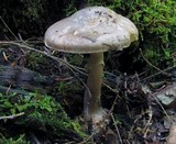 Amanita porphyria image