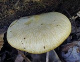 Tricholomopsis sulphureoides image
