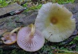 Chromosera cyanophylla image