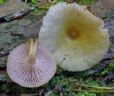 Chromosera cyanophylla image