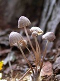 Mycena inclinata image