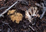 Ramaria vinosimaculans image