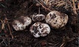 Rhizopogon ellenae image