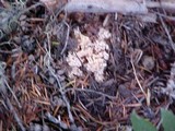 Ramaria rubrievanescens image