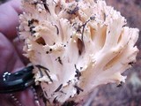 Ramaria rubrievanescens image