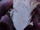 Ramaria rubrievanescens image