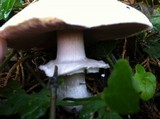 Agaricus californicus image