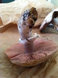 Agaricus californicus image