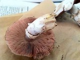 Agaricus californicus image