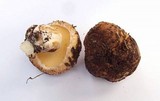 Suillus pseudobrevipes image