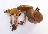 Suillus umbonatus image