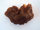 Tricholoma atroviolaceum image