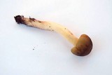 Tricholoma saponaceum image