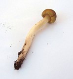 Tricholoma saponaceum image