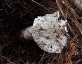 Tricholoma saponaceum image