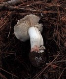 Tricholoma saponaceum image