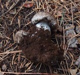 Tricholoma saponaceum image