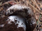 Tricholoma saponaceum image
