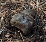 Tricholoma saponaceum image