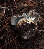 Tricholoma saponaceum image
