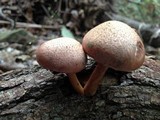 Gymnopilus pulchrifolius image