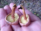 Gymnopilus pulchrifolius image