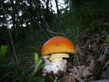 Amanita caesarea image