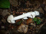 Amanita argentea image
