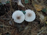 Lepiota cortinarius image