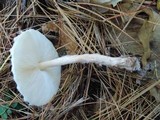 Lepiota cortinarius image