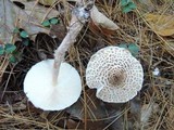 Lepiota cortinarius image