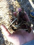 Psilocybe stuntzii image