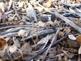 Psilocybe stuntzii image