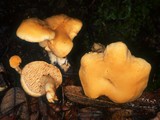 Hydnum oregonense image