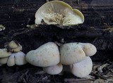 Lentinellus ursinus image