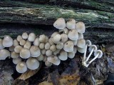 Mycena inclinata image