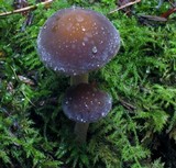 Agrocybe firma image