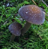 Agrocybe firma image