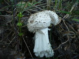 Amanita solitaria image