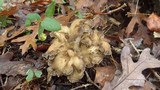 Grifola frondosa image