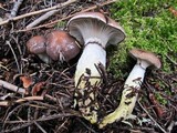 Gomphidius glutinosus image
