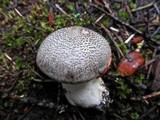 Tricholoma pardinum image