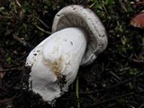 Tricholoma pardinum image