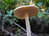 Amanita flavescens image