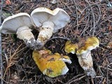 Tricholoma focale image