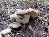 Lyophyllum shimeji image