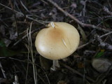 Amanita flavescens image