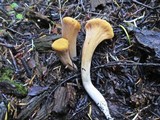 Clavariadelphus truncatus image