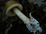 Amanita lividopallescens image